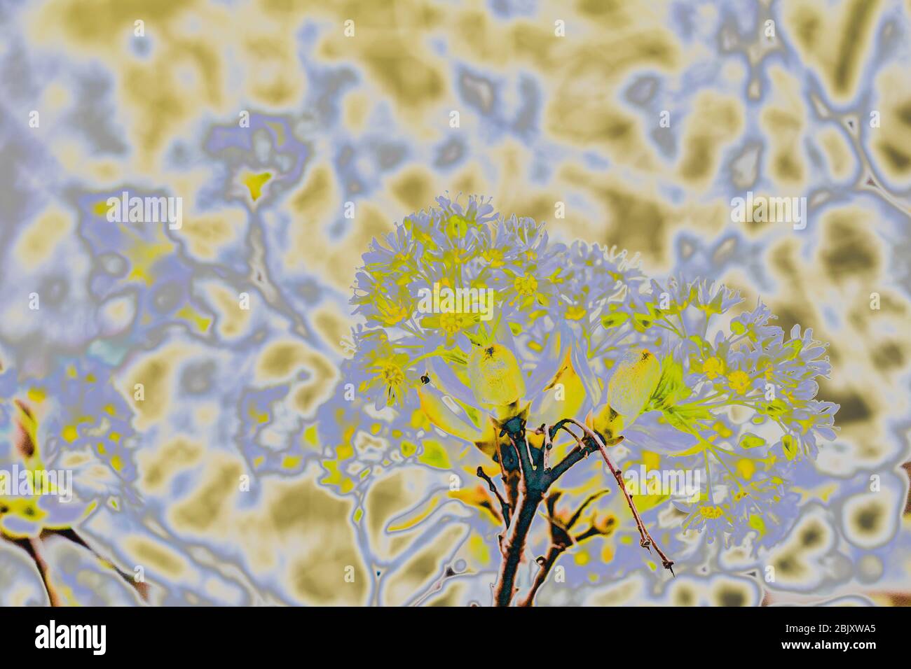 Effetto di bagliore a raggi X dei fiori di acero primaverile. Alberi in fiore Foto Stock