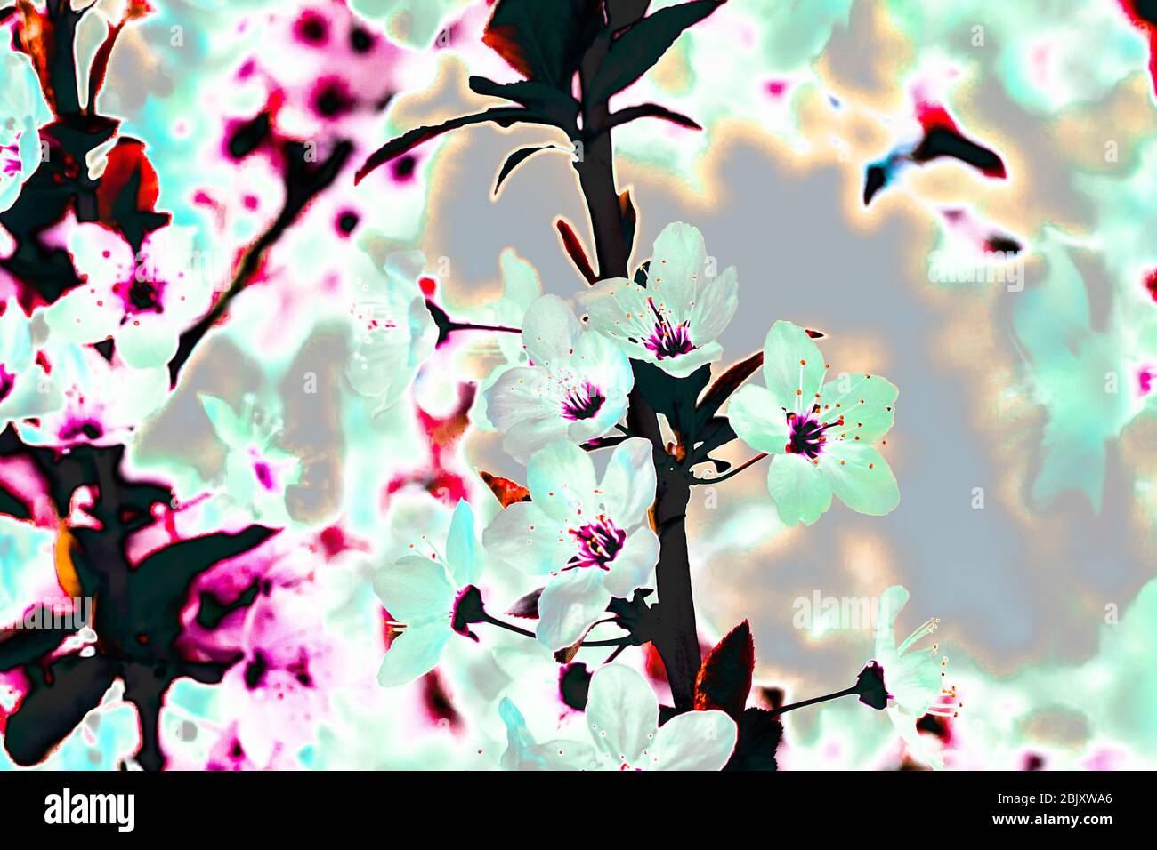 Effetto di bagliore a raggi X dei fiori di ciliegio primaverile. Alberi in fiore Foto Stock