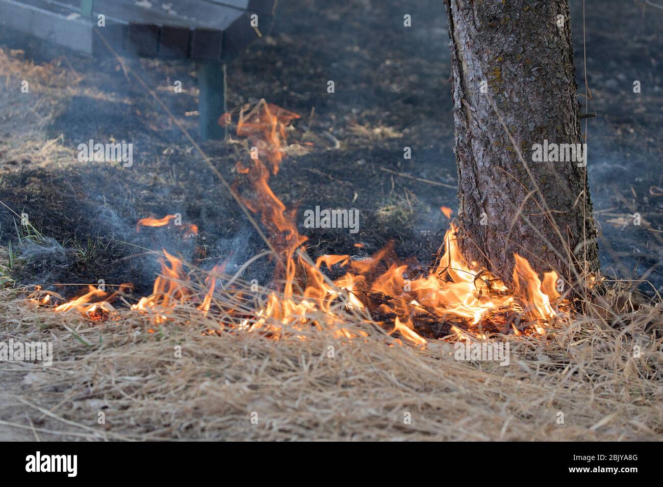 Fuoco di terra che brucia la base di un albero di abete rosso a bordo della foresta in un santuario naturale Foto Stock