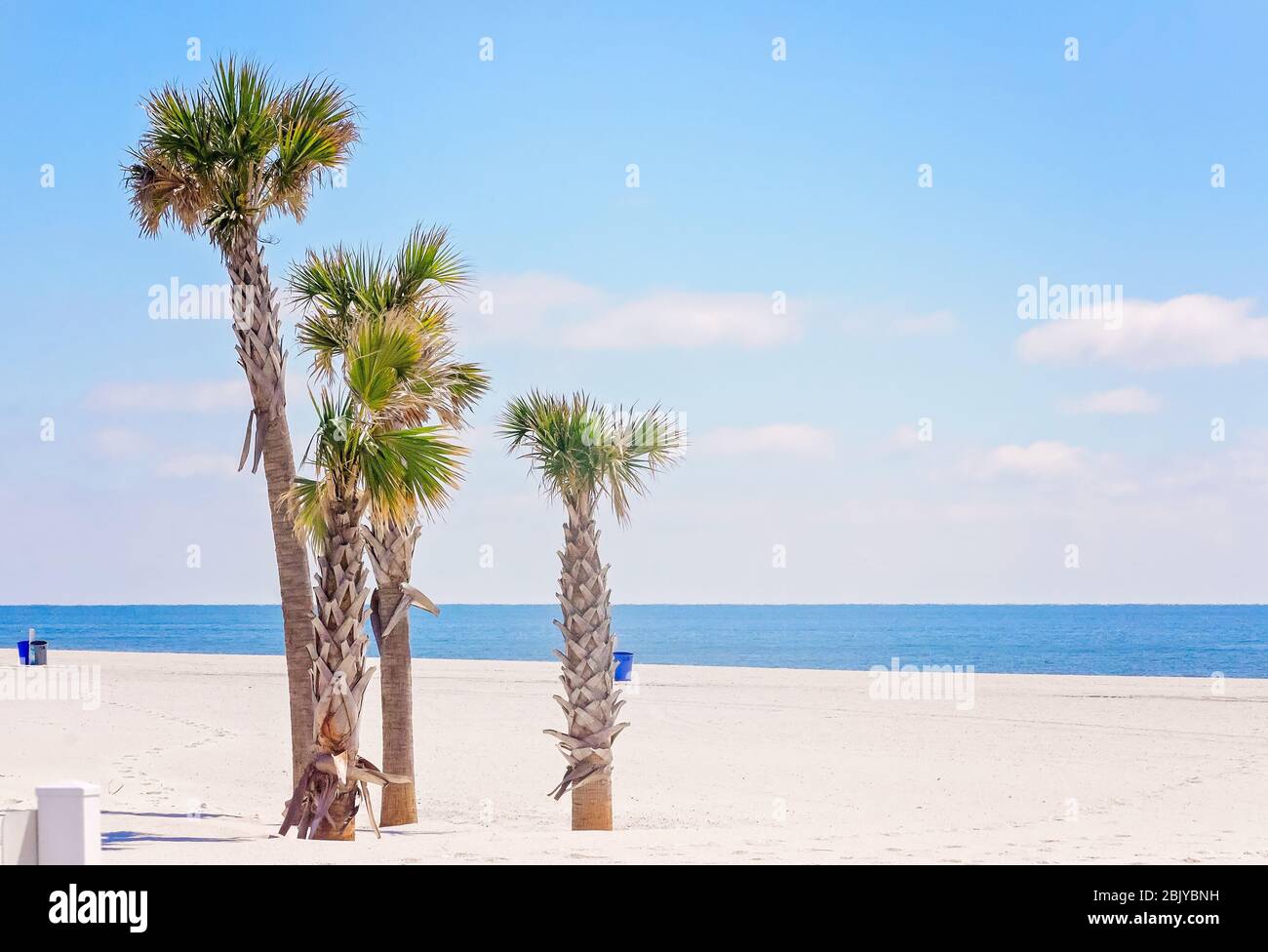 Palme stand sulla spiaggia, 4 marzo 2016, a Gulf Shores, Alabama. Foto Stock
