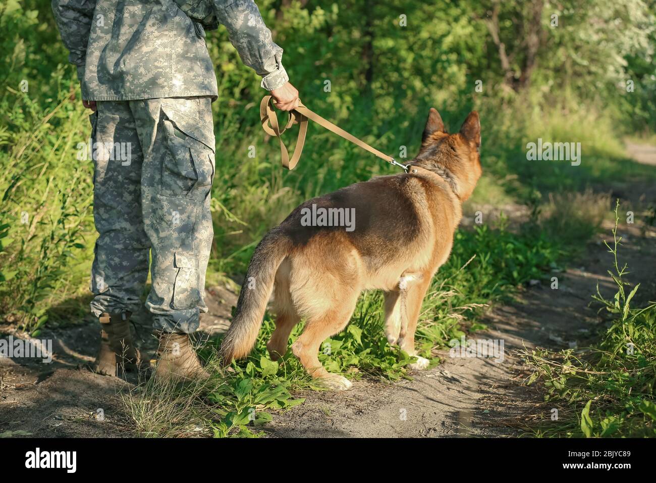 Soldato con militare cane da lavoro in foresta Foto Stock
