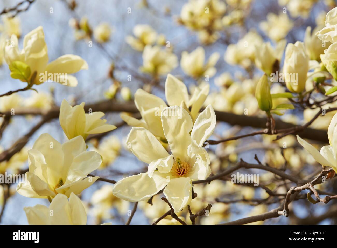 Albero di magnolia in fiore Foto Stock