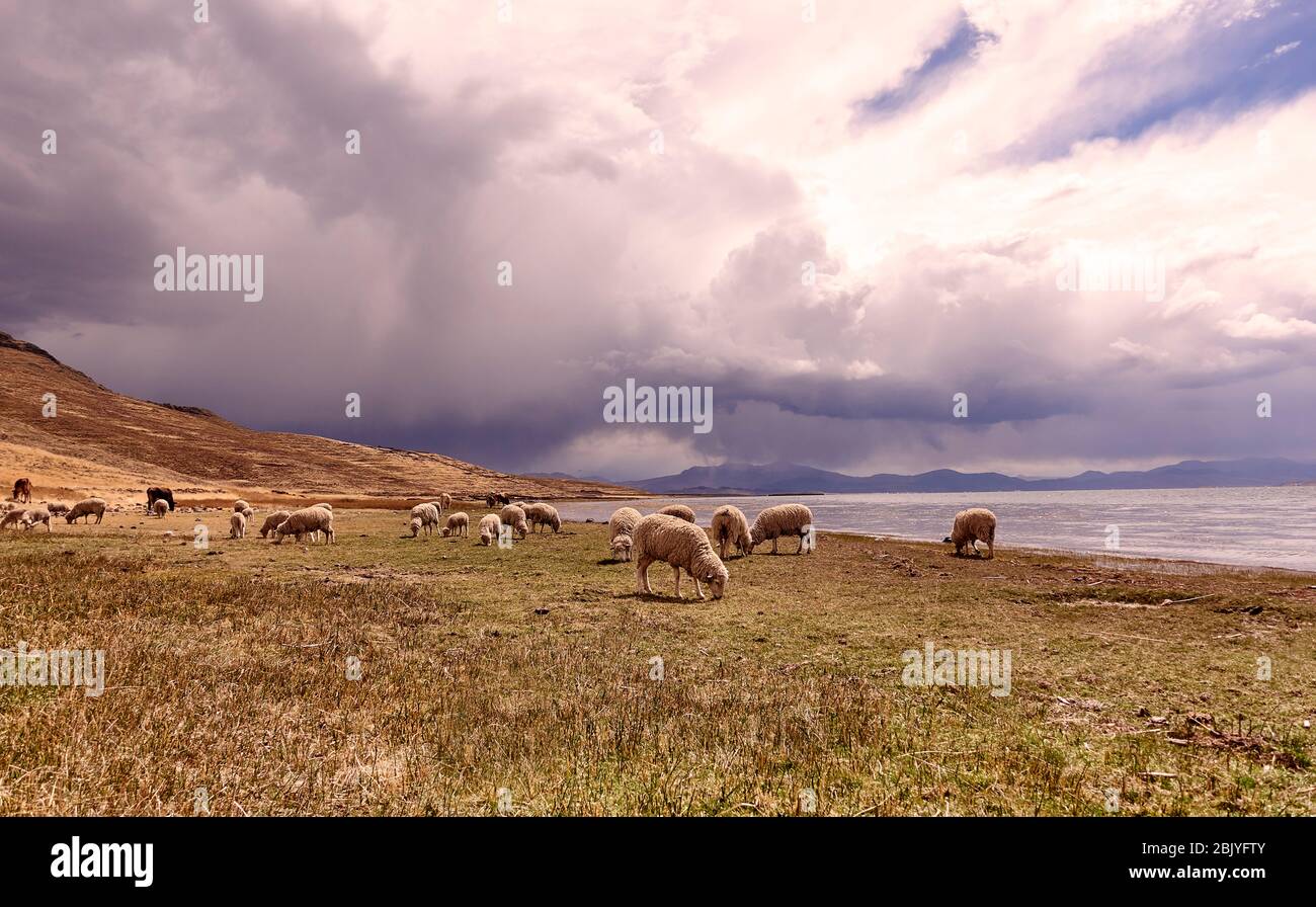 Perù, Sillustani, pecore che pascolano in un paesaggio arido Foto Stock