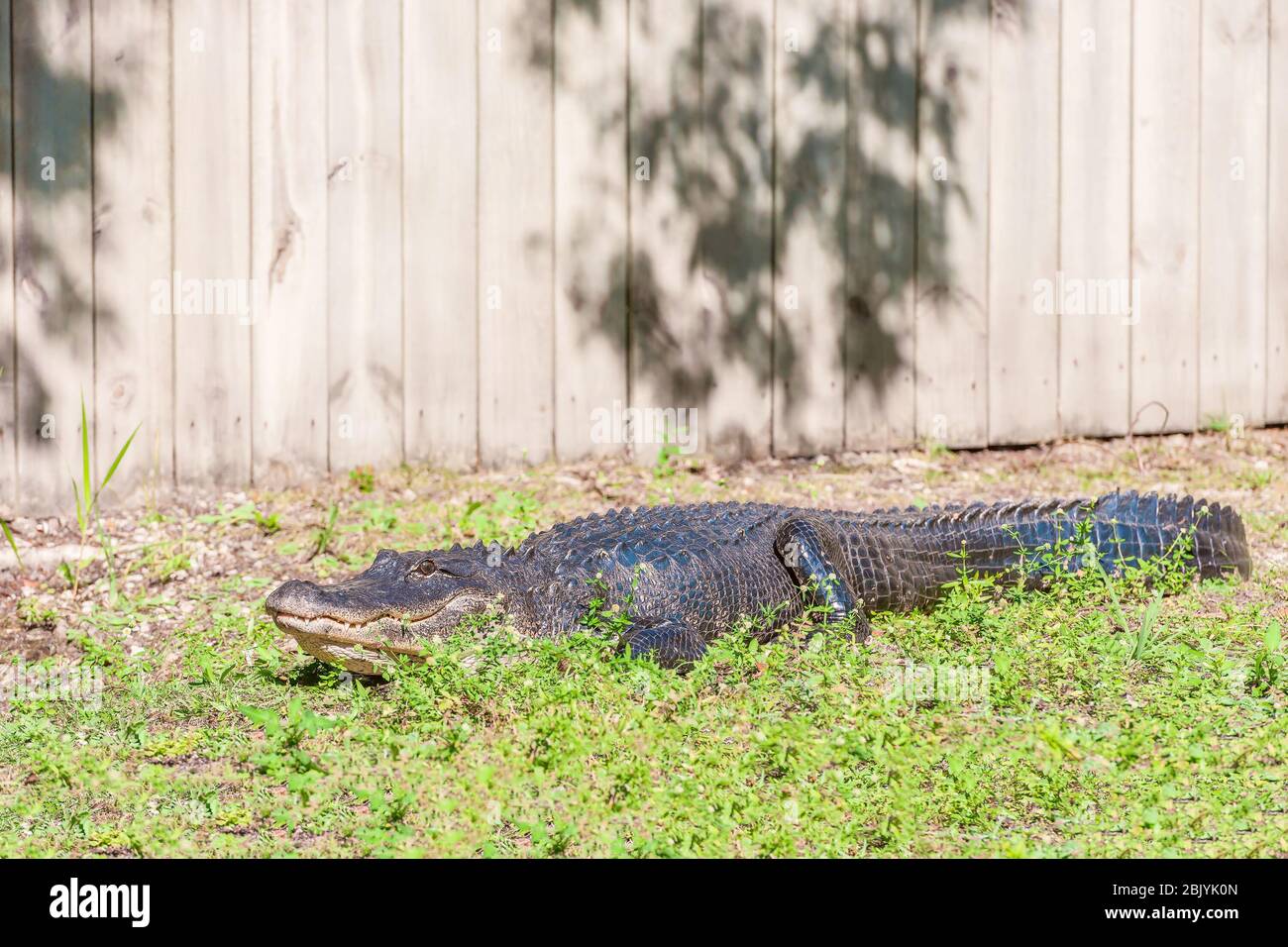 Alligatore americano (Alligator mississippiensis) che giace sull'erba lungo una recinzione verticale del bordo. Big Cypress National Preserve. Florida. USA Foto Stock