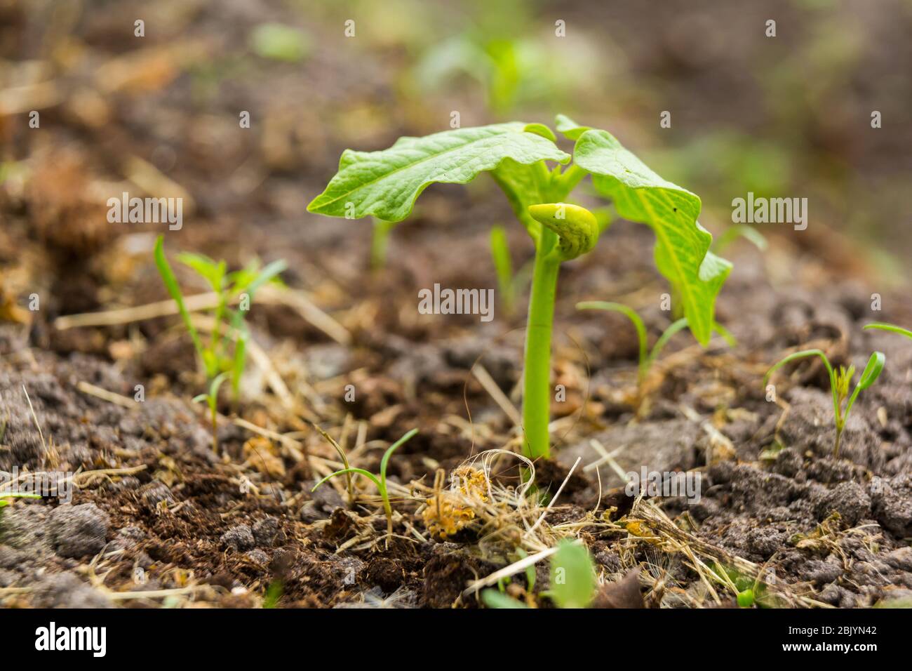 Pianta di fagiolo che cresce nel giardino nella stagione di primavera Foto Stock