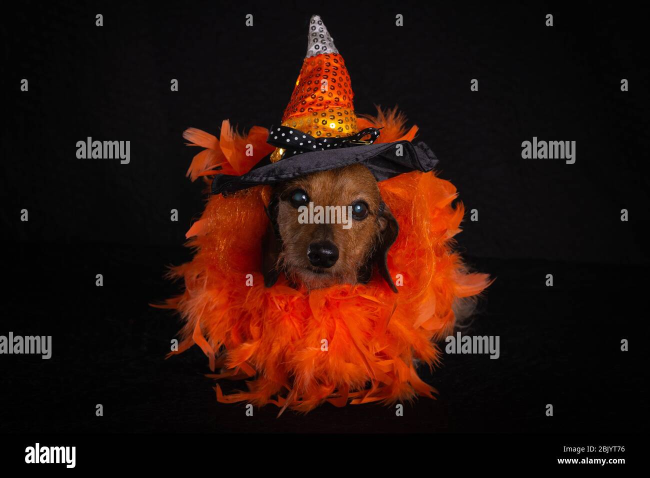 Dachshund in costume di Halloween Foto Stock