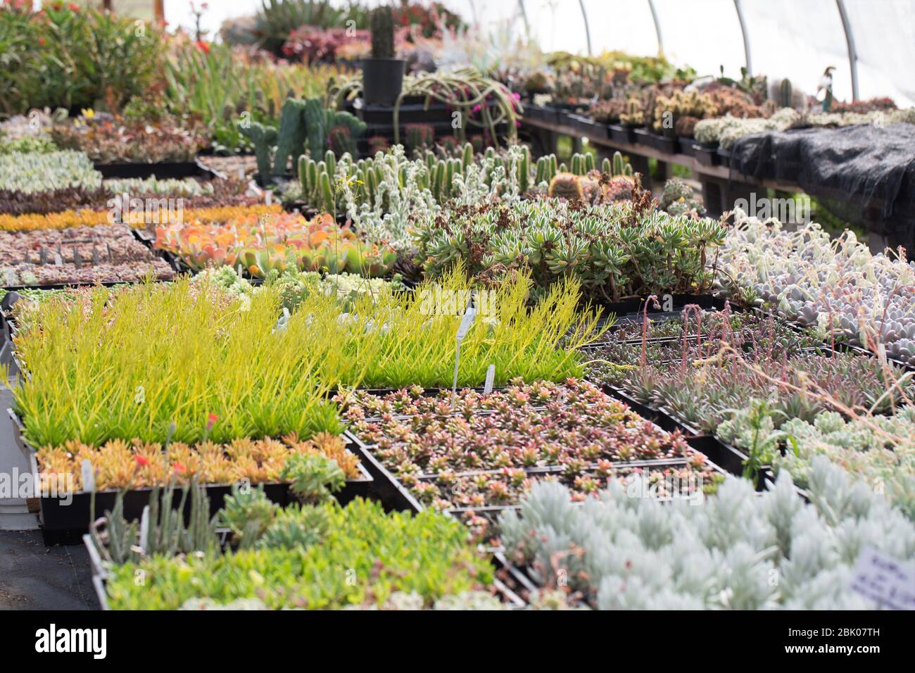 Piante succulente che crescono in una stanza dei bambini della serra. Foto Stock Piante succulente che crescono in una stanza dei bambini della serra. Foto Stock