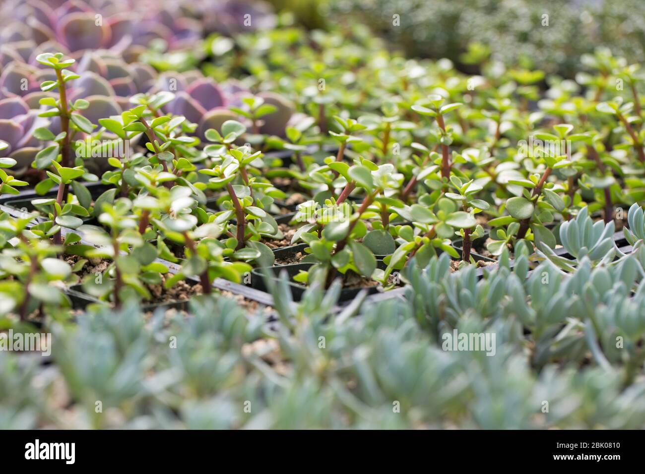 Piante succulente che crescono in una stanza dei bambini della serra. Foto Stock Piante succulente che crescono in una stanza dei bambini della serra. Foto Stock