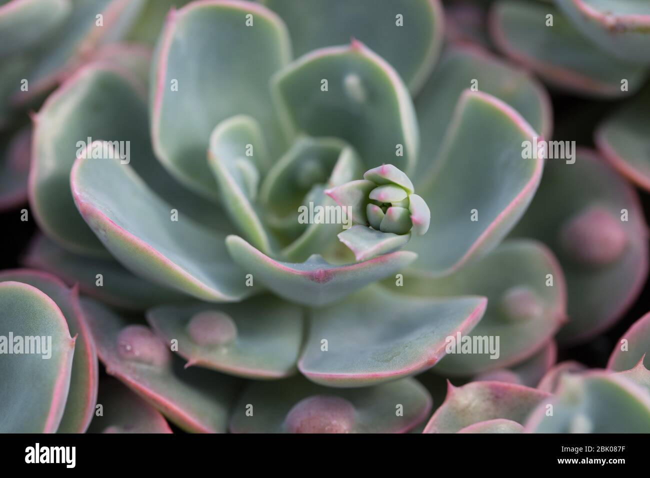 Primo piano di Echeveria "Rainddrops". Foto Stock