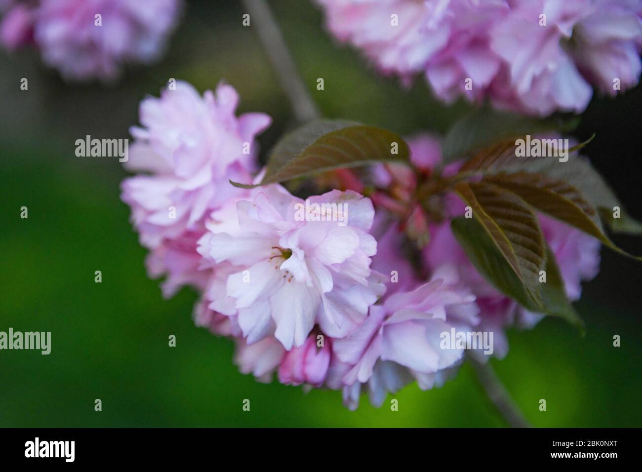 Fiori di ciliegio - Prunus serrulata flower - doppio fiore di ciliegio - albero di Kwanzan - albero di ciliegio giapponese aka. Fiori orientali di albero di ciliegio Foto Stock