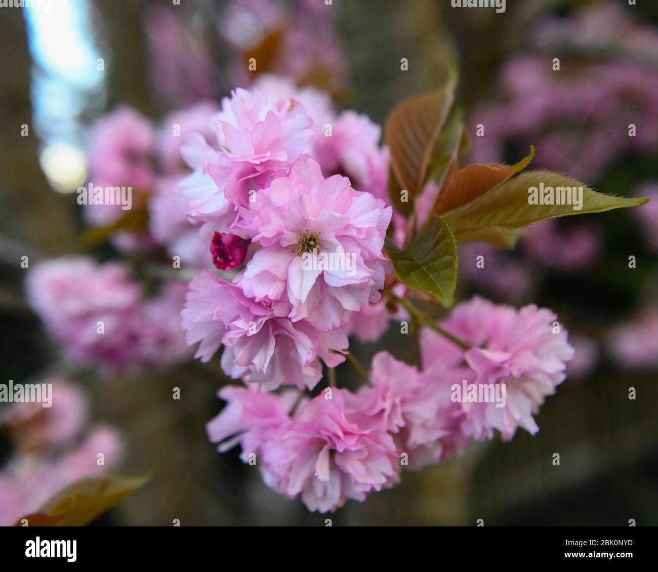 Fiori di ciliegio - Prunus serrulata flower - doppio fiore di ciliegio - albero di Kwanzan - albero di ciliegio giapponese aka. Fiori orientali di albero di ciliegio Foto Stock