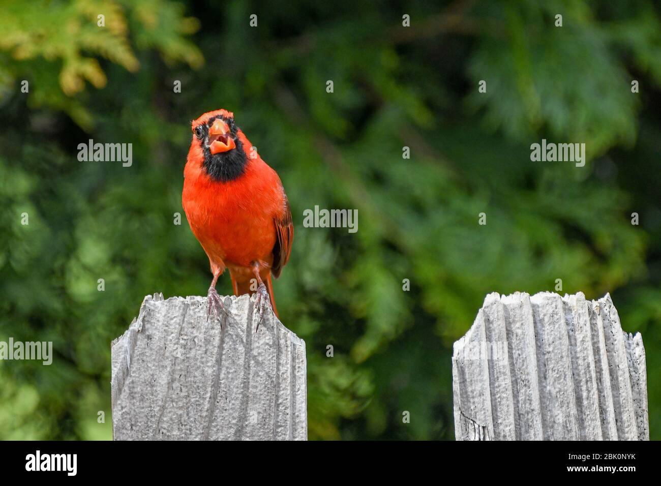 Un maschio rosso brillante Cardinale del Nord Cardinalis cardinalis - arroccato cardinale americano / redbird negli Stati Uniti orientali - uccello rosso su una recinzione Foto Stock