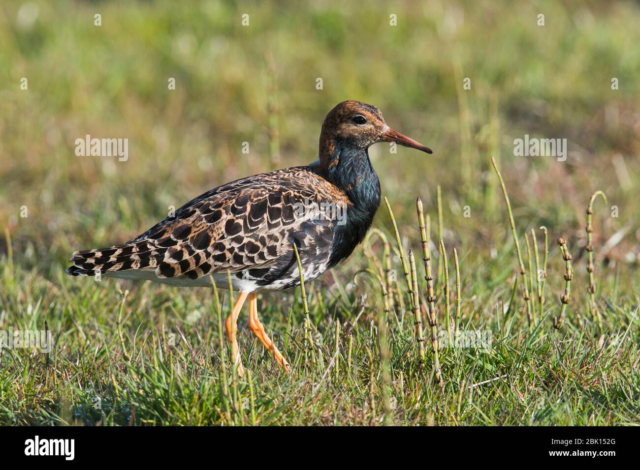 Corridore di combattimento (Calidris pugnax), che corre in un prato, bassa Sassonia, Germania Foto Stock