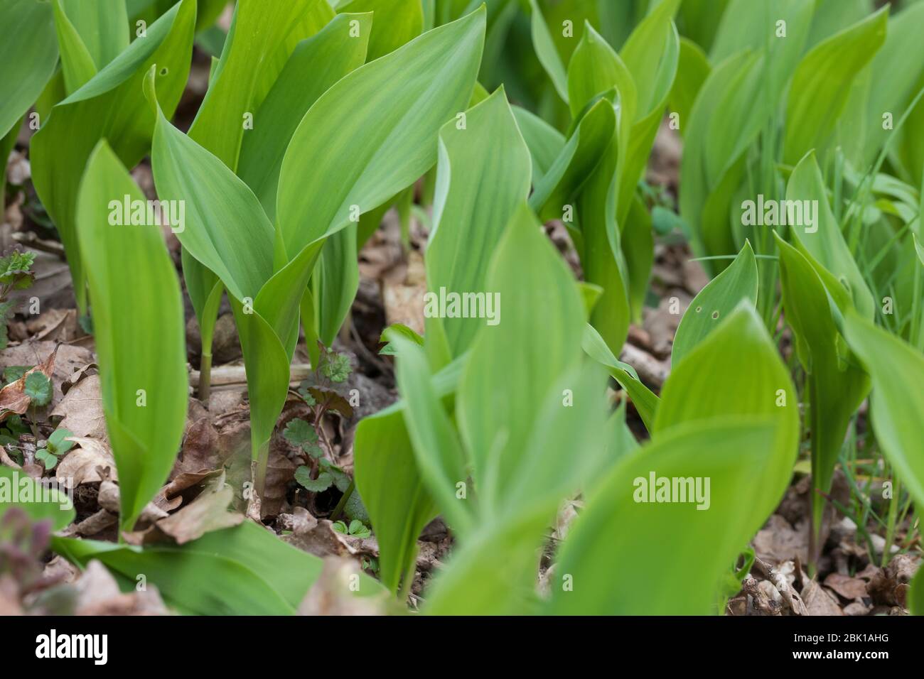 Gewöhnliches Maiglöckchen, Maiglöckchen, frische Blätter vor der Blüte, mai-Glöckchen, Convallaria majalis, vita della Valle, Giglio della valle, ma Foto Stock