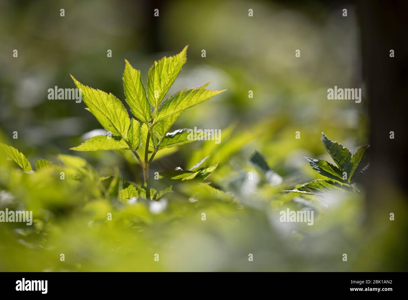Gewöhnlicher Giersch, Giersch, Geißfuß, Aegopodium podagraria, massa sambuco, herb gerard, vescovo di erbaccia, goutweed, gotta wort, neve-nel-montagna, en Foto Stock