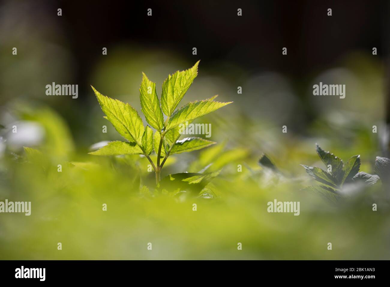 Gewöhnlicher Giersch, Giersch, Geißfuß, Aegopodium podagraria, massa sambuco, herb gerard, vescovo di erbaccia, goutweed, gotta wort, neve-nel-montagna, en Foto Stock