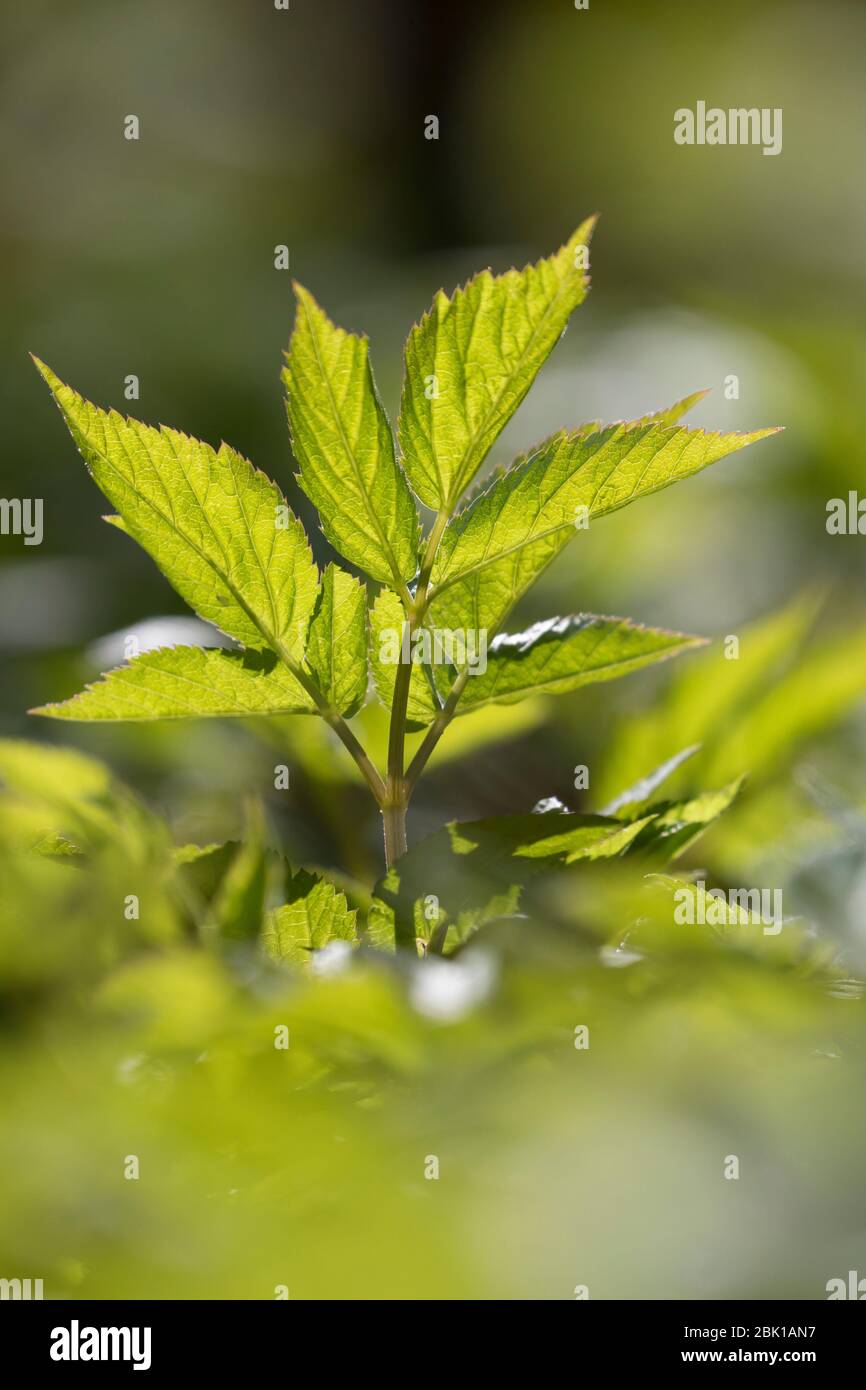 Gewöhnlicher Giersch, Giersch, Geißfuß, Aegopodium podagraria, massa sambuco, herb gerard, vescovo di erbaccia, goutweed, gotta wort, neve-nel-montagna, en Foto Stock
