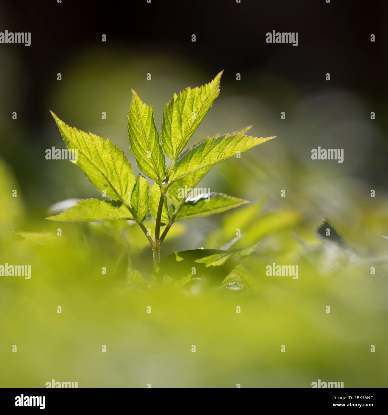 Gewöhnlicher Giersch, Giersch, Geißfuß, Aegopodium podagraria, massa sambuco, herb gerard, vescovo di erbaccia, goutweed, gotta wort, neve-nel-montagna, en Foto Stock