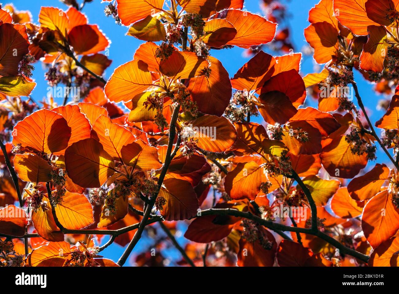 Faggio europeo Fagus sylvatica 'Atropurpurea' foglie rosse che brillano la luce del sole attraverso le foglie Foto Stock