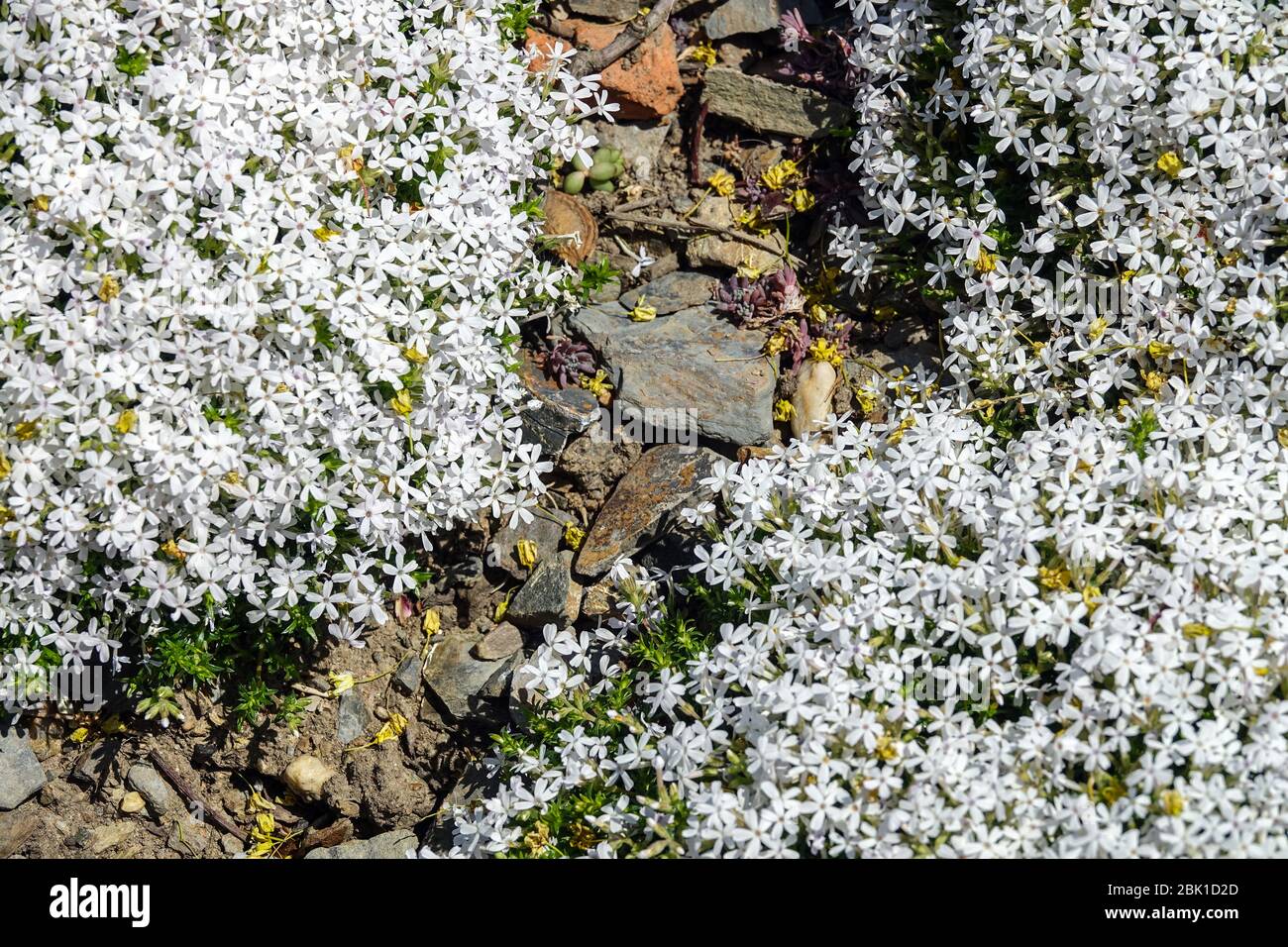Phlox "Tiny Buggles" Foto Stock