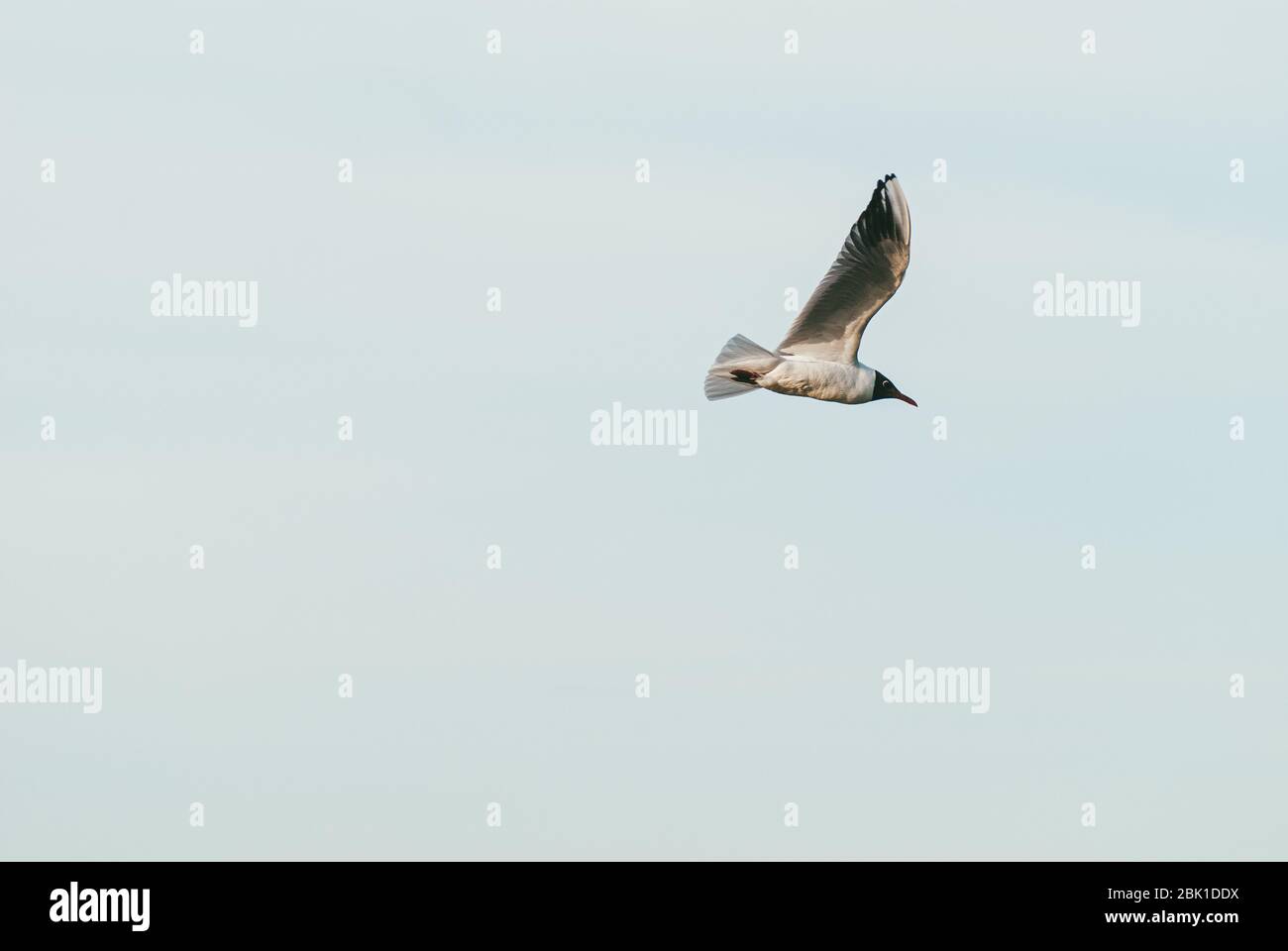 Solitario gabbiano che vola nel cielo primaverile contro il cielo blu sfondo Foto Stock