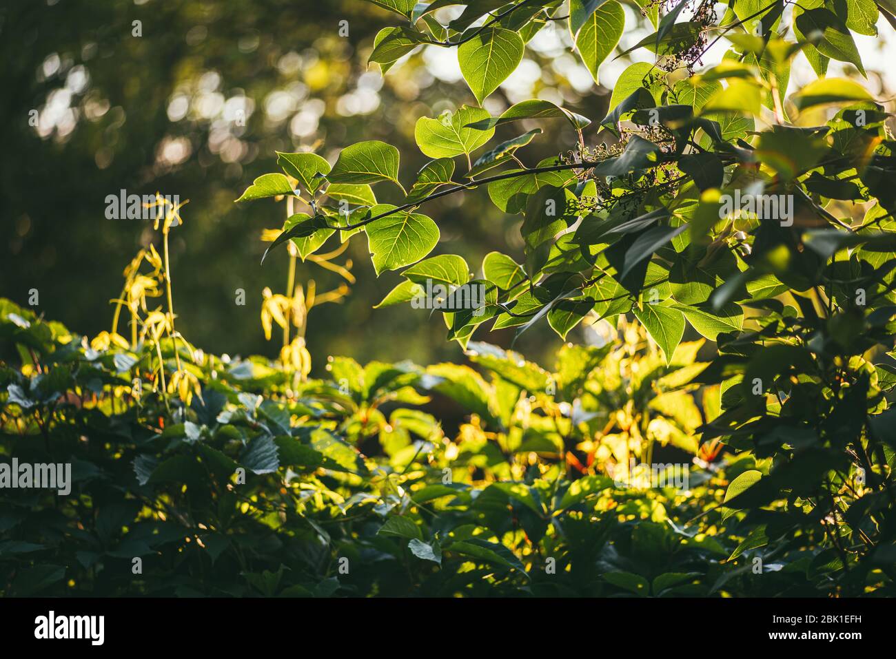 Virginia Creepers pianta o Parthenocissus quinquefolia verde siepe sul recinzione e cespugli lilla transilluminate dalla luminosa estate Foto Stock
