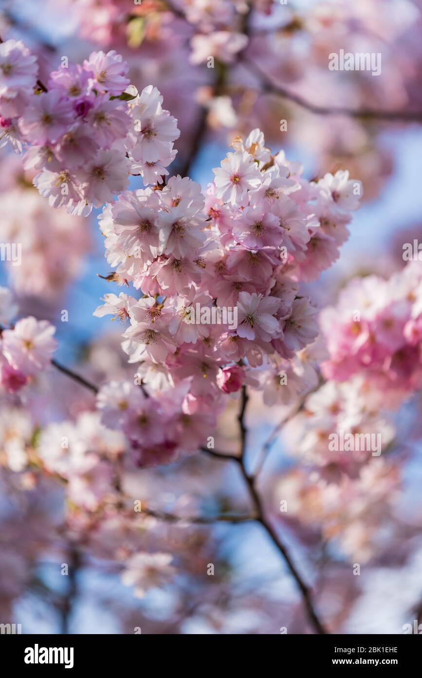 sakura ciliegia albero fiori rosa fiorire in primavera e deliziare le persone con la loro bellezza quando la natura è solo svegliarsi Foto Stock
