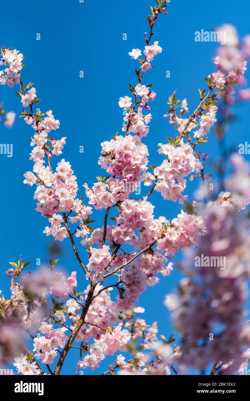 sakura ciliegia albero fiori rosa fiorire in primavera e deliziare le persone con la loro bellezza quando la natura è solo svegliarsi Foto Stock