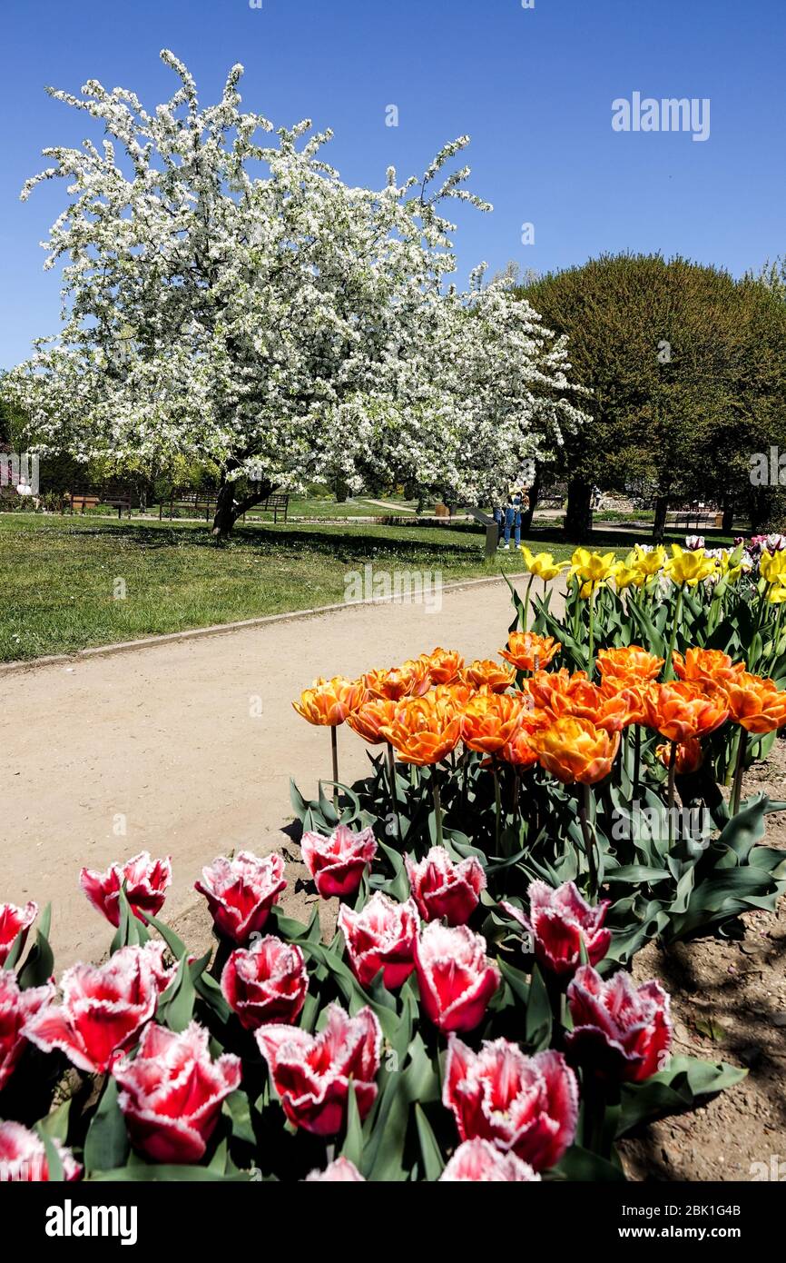 Giardino botanico di Praga Troja nel giardino di frontiera fiori aprile tulipani fiore letto Repubblica Ceca Foto Stock