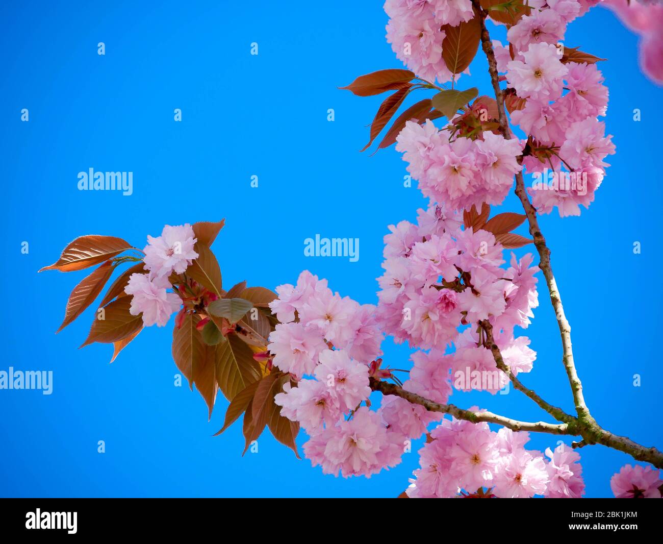 Ramo di un Ciliegio in fiore giapponese - Prunus serrulata - di fronte ad un cielo blu, a sinistra Foto Stock
