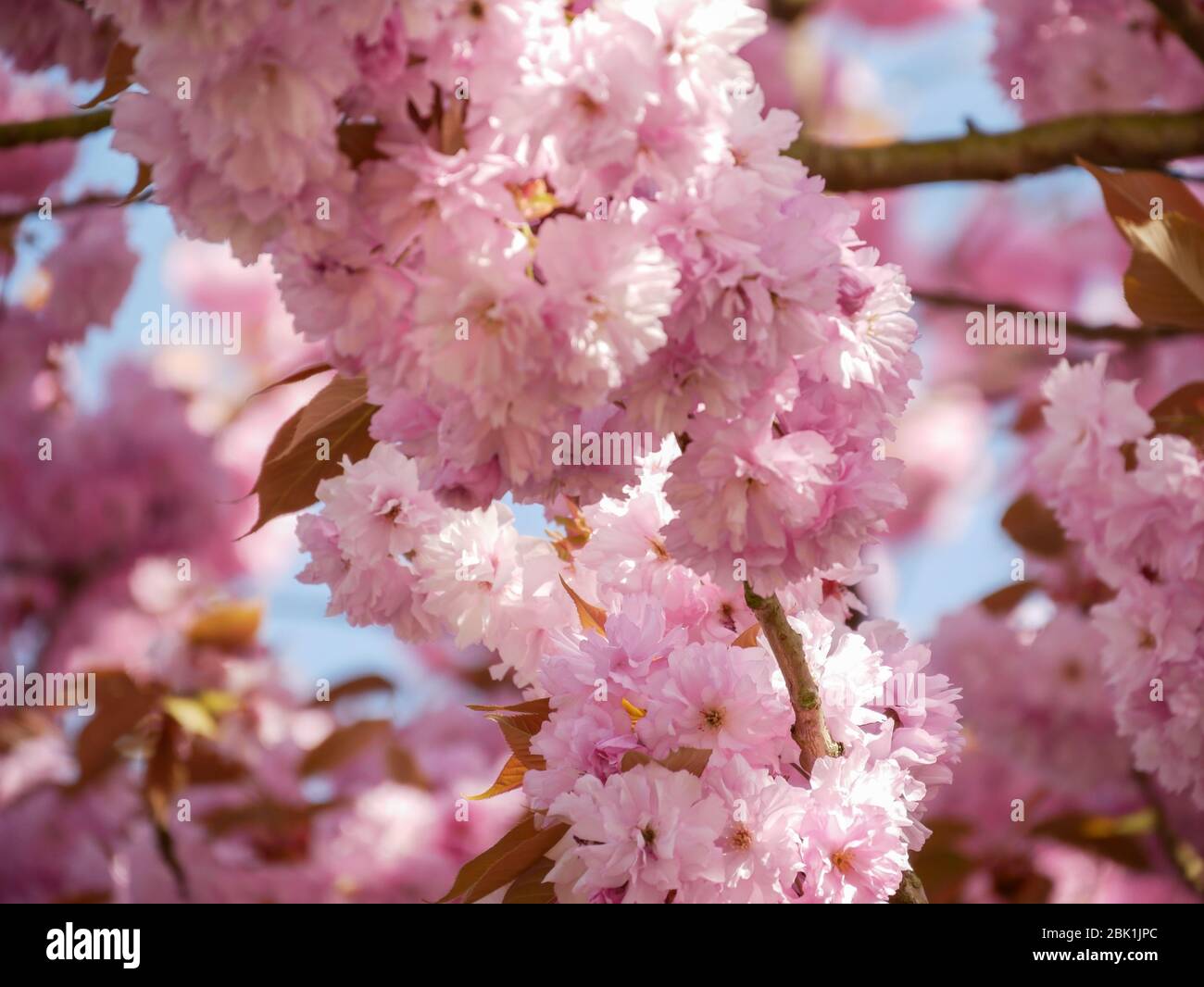 Fiore Giapponese Cherry - Prunus serrulata - in piena fioritura, sfondo rosa Foto Stock