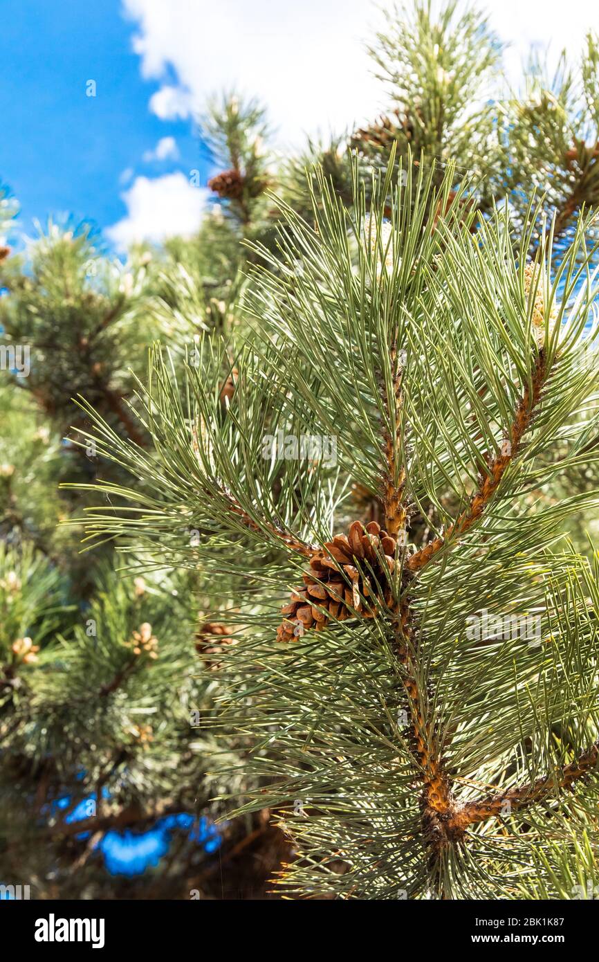 Cono di pino e rami. Coni di pino marrone su rami di conifere fresco verde di pino primo piano in foresta. Foto Stock
