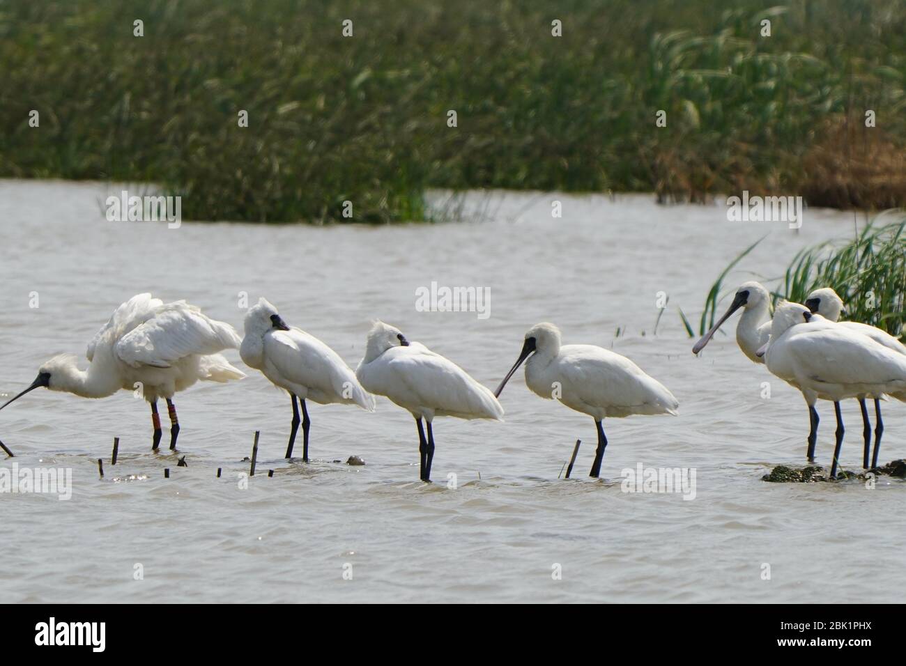 Fuzhou, provincia cinese del Fujian. 13 Aprile 2020. Spatole a faccia nera foraggio in una zona umida lungo l'estuario del fiume Minjiang a Fuzhou, provincia del Fujian della Cina sudorientale, 13 aprile 2020. La zona umida, lungo l'estuario del fiume Minjiang, è una delle principali aree di concentrazione per gli uccelli migratori, comprese le specie rare. Ospita oltre 1,000 tipi di animali e piante e più di 50,000 uccelli acquatici vi fanno tappa durante la migrazione. Credit: Mei Yongcun/Xinhua/Alamy Live News Foto Stock