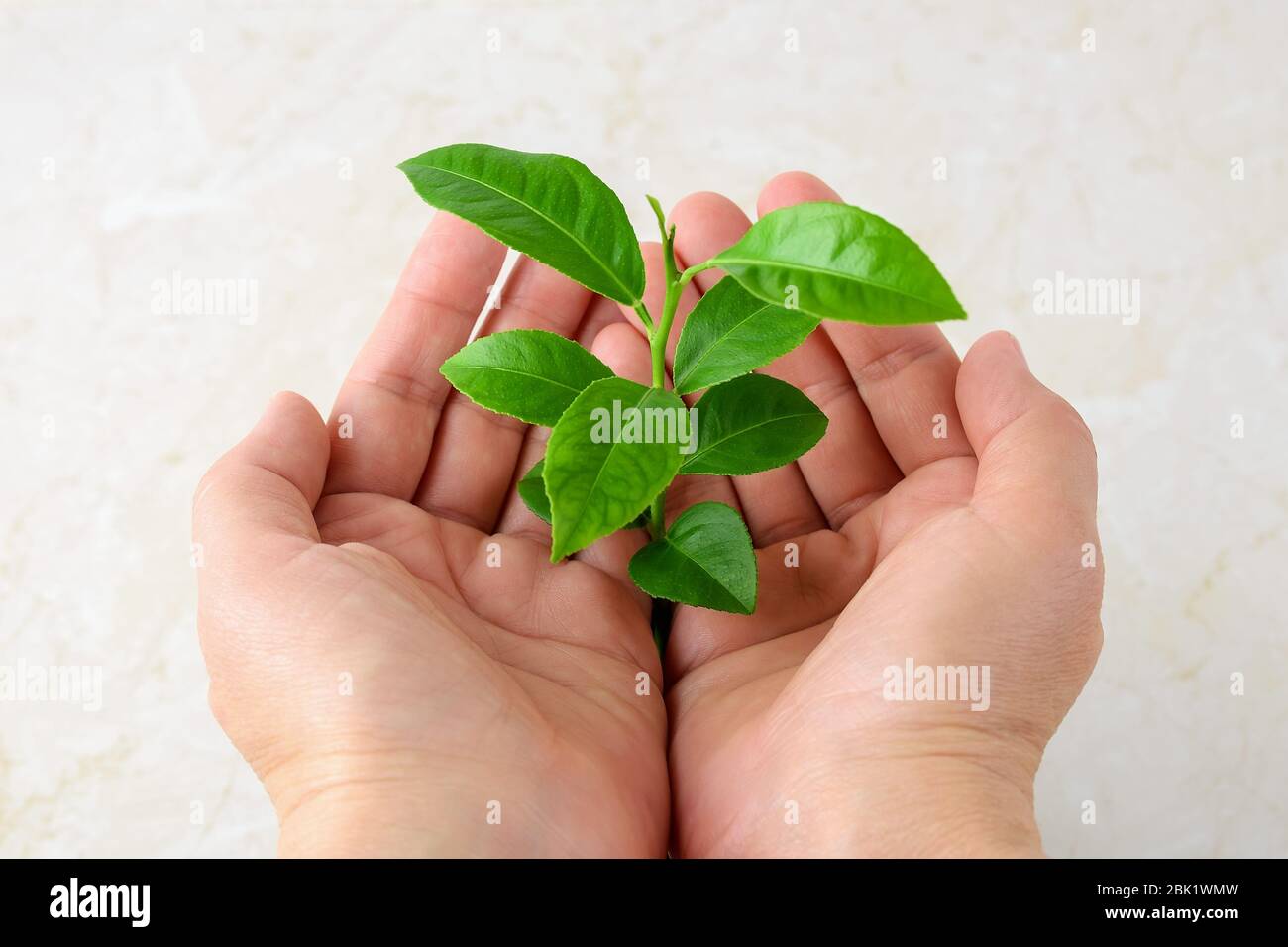 Germoglio giovane con foglie verdi in palmi mano donna. Crescita di una nuova attività o di una nuova vita e simbolo del concetto di protezione della natura e dell'ambiente. Foto Stock