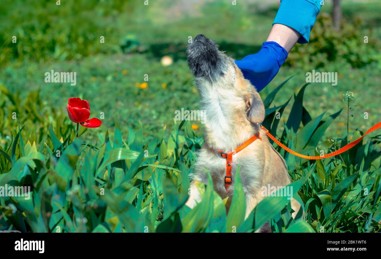 uomo in uniforme blu veterinaria che stroia il cucciolo seduto in erba verde Foto Stock