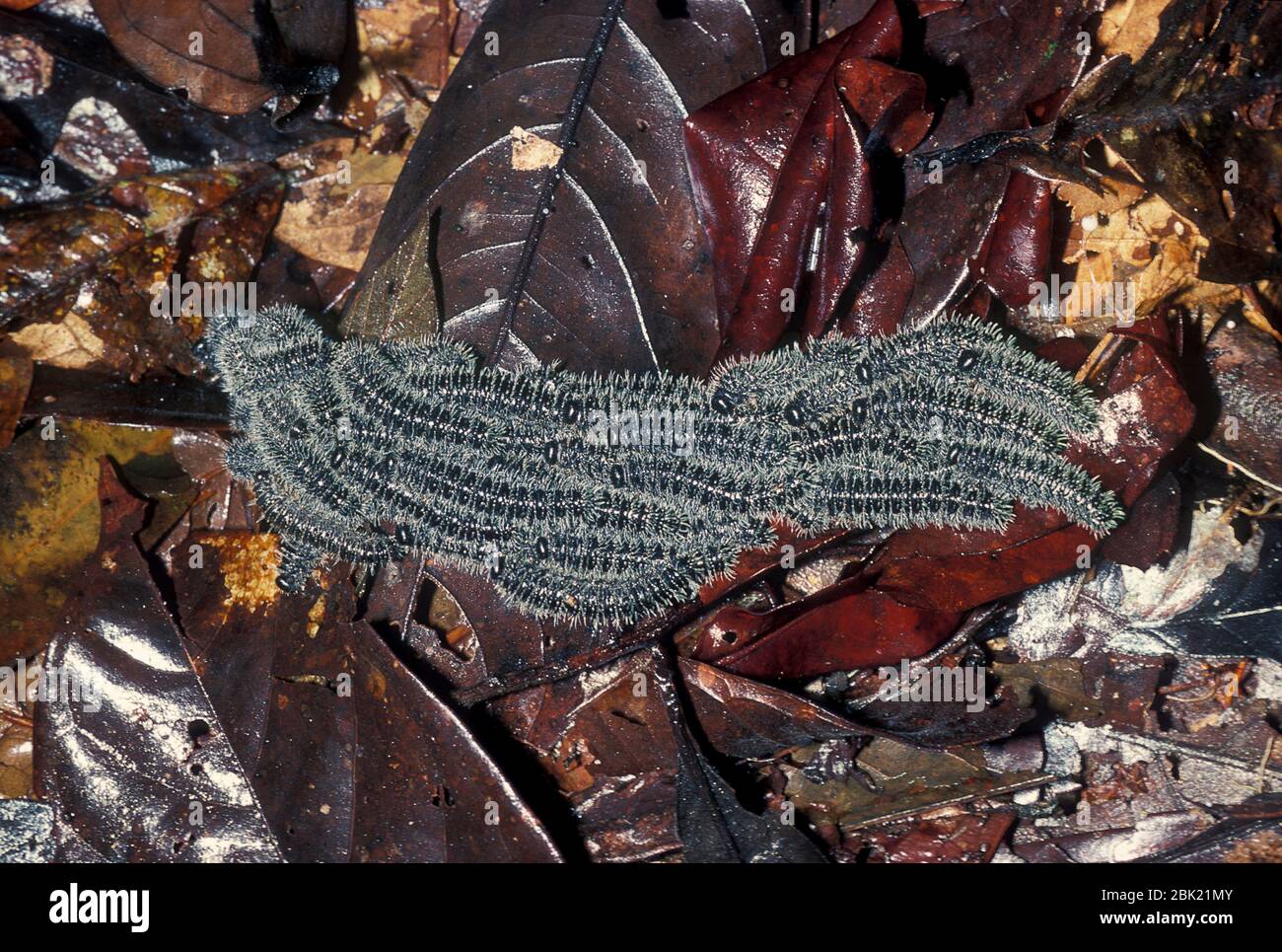 Gruppo o aggregazione di pilastri sulla foresta pluviale, Ecuador, insieme per la protezione dai predatori Foto Stock