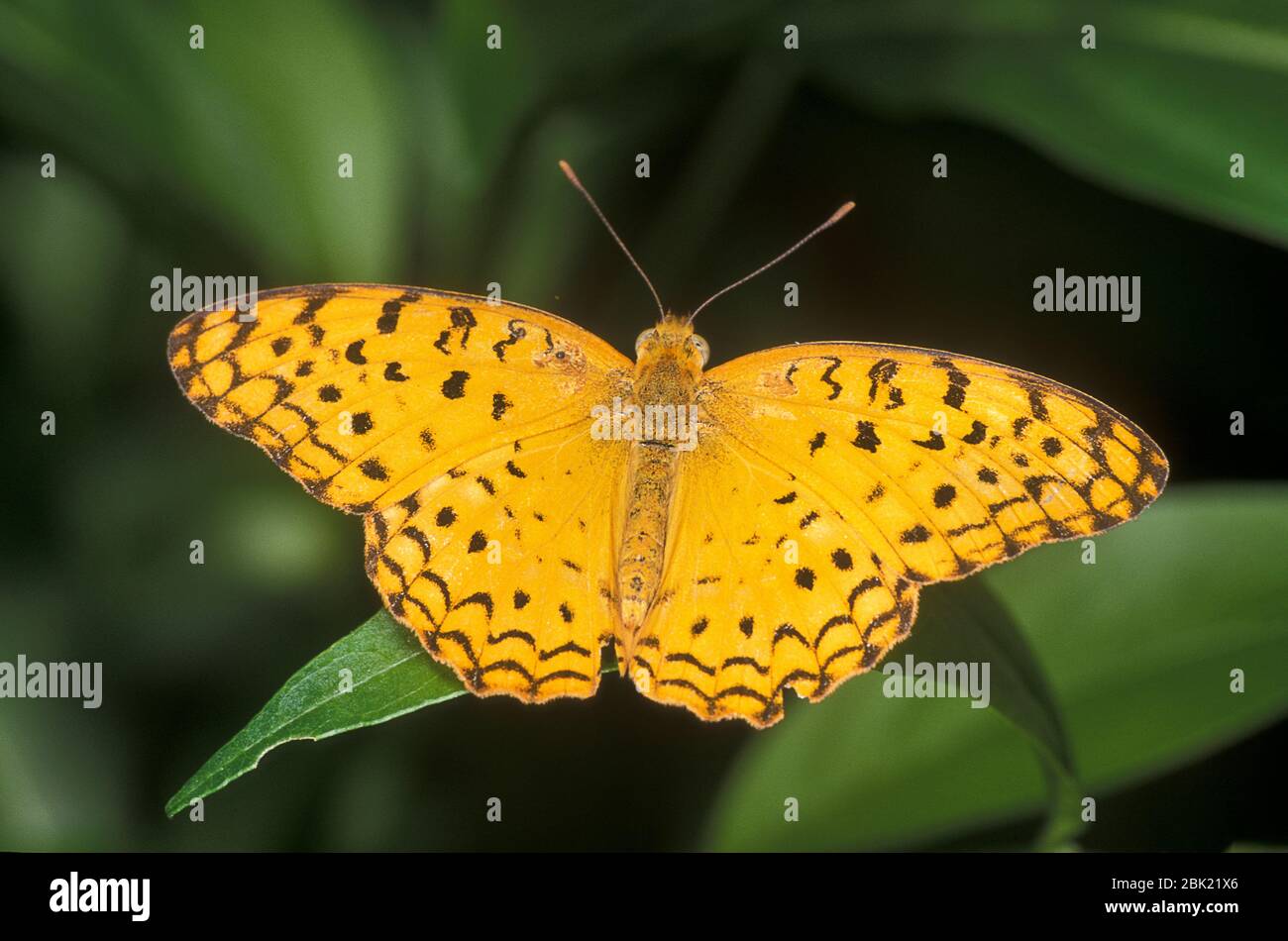 Leopardo comune o farfalla rustica punteggiato, Phalanta phalantha, prigioniero, trovato l'Africa subsaharan e l'Asia meridionale Foto Stock