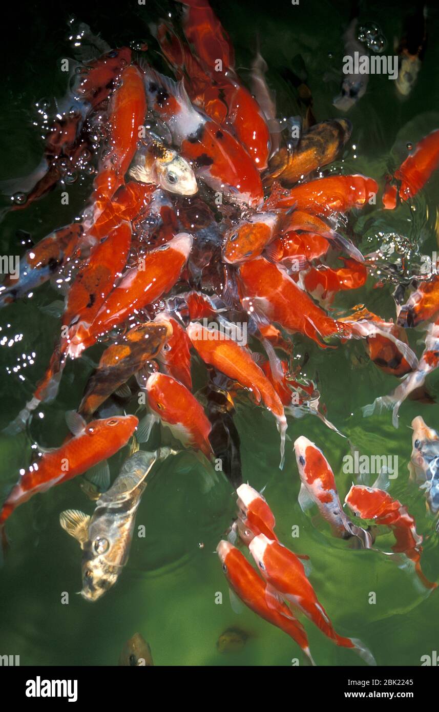 Pesce di Koi, nutrendo al surgace di acqua, arancio e verde, Foto Stock