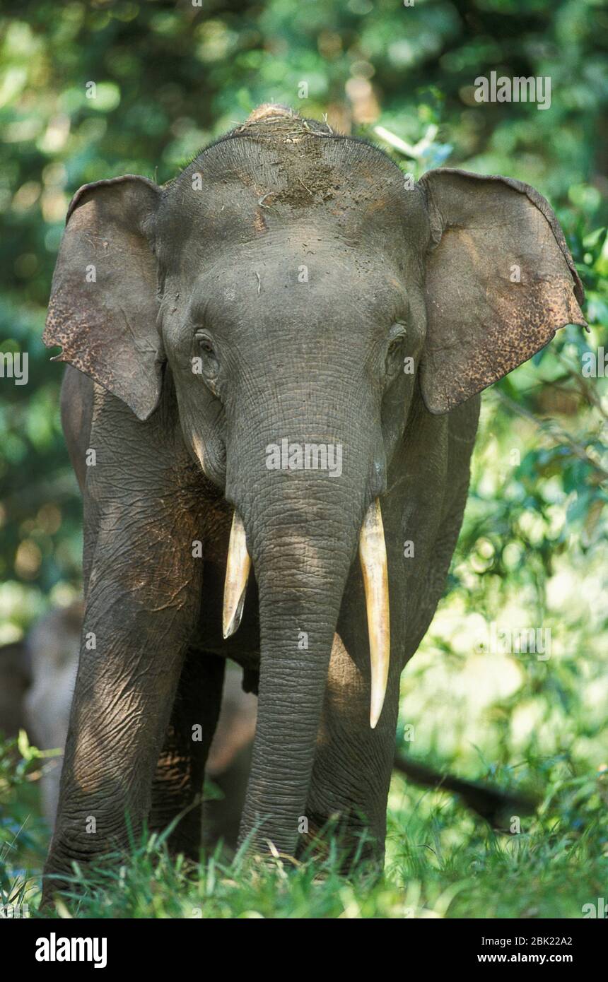 Elefante asiatico, Elephas maximus, maschio, Tabin, Sabah, Borneo Foto Stock