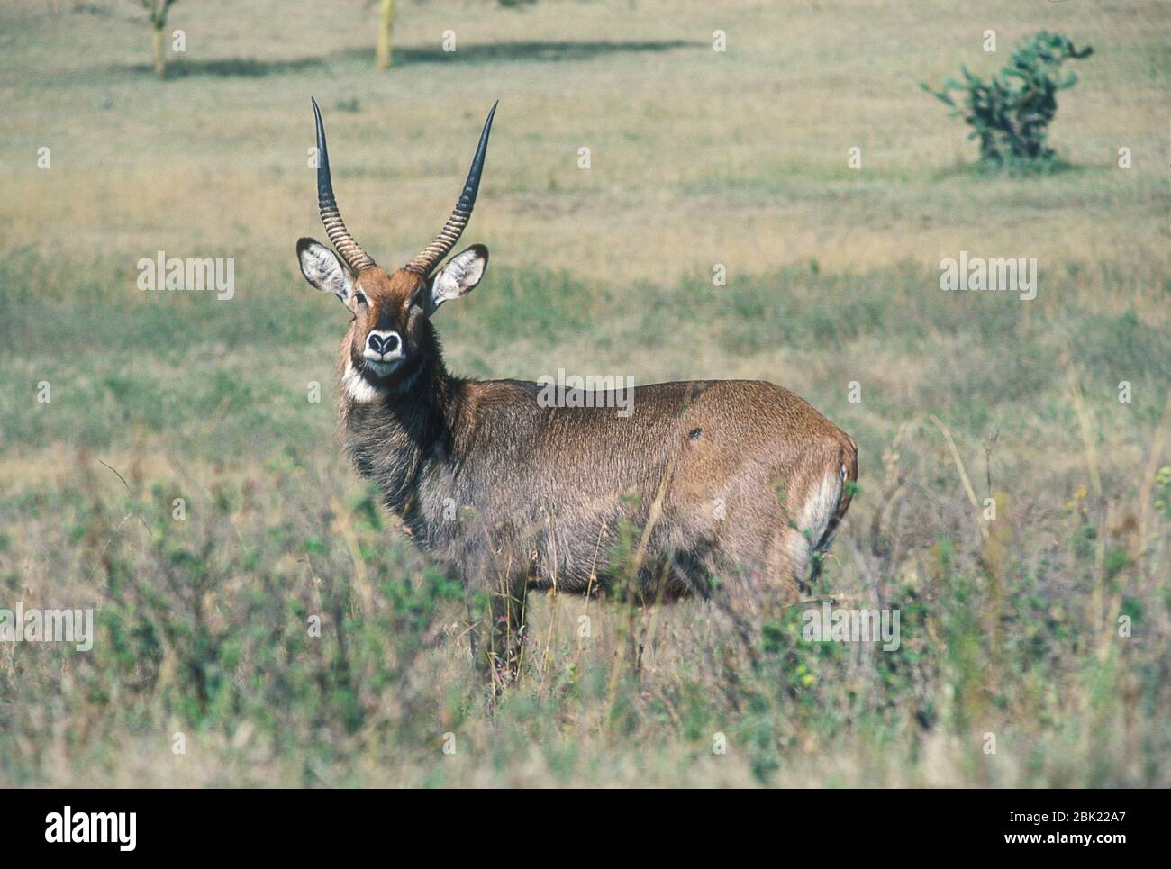 Waterbuck comune, Kobus ellissiprymnus, Parco Nazionale di Nakuru, Kenya, Africa Foto Stock