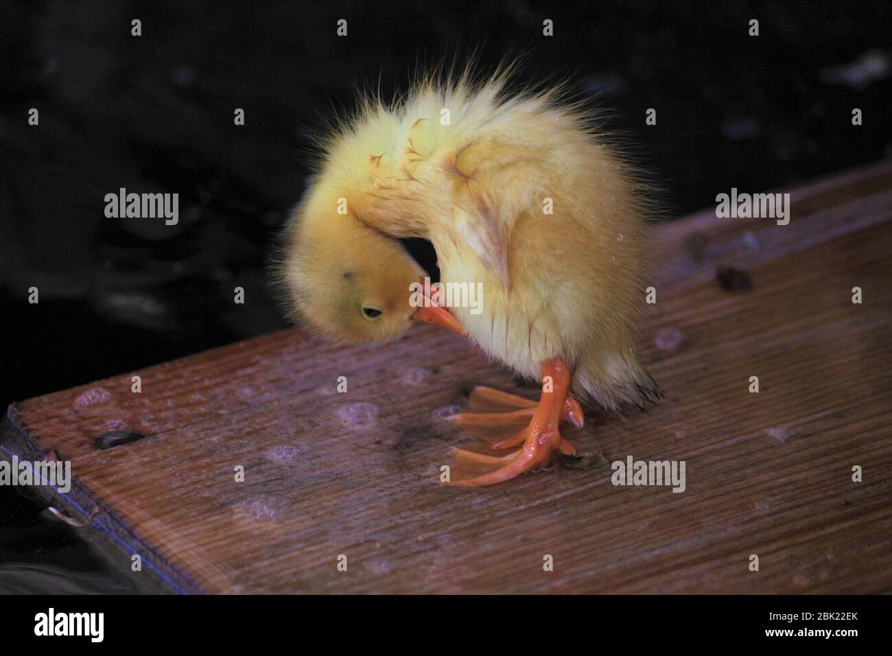 Piccolo cute giallo anatra lavaggio se stesso Foto Stock