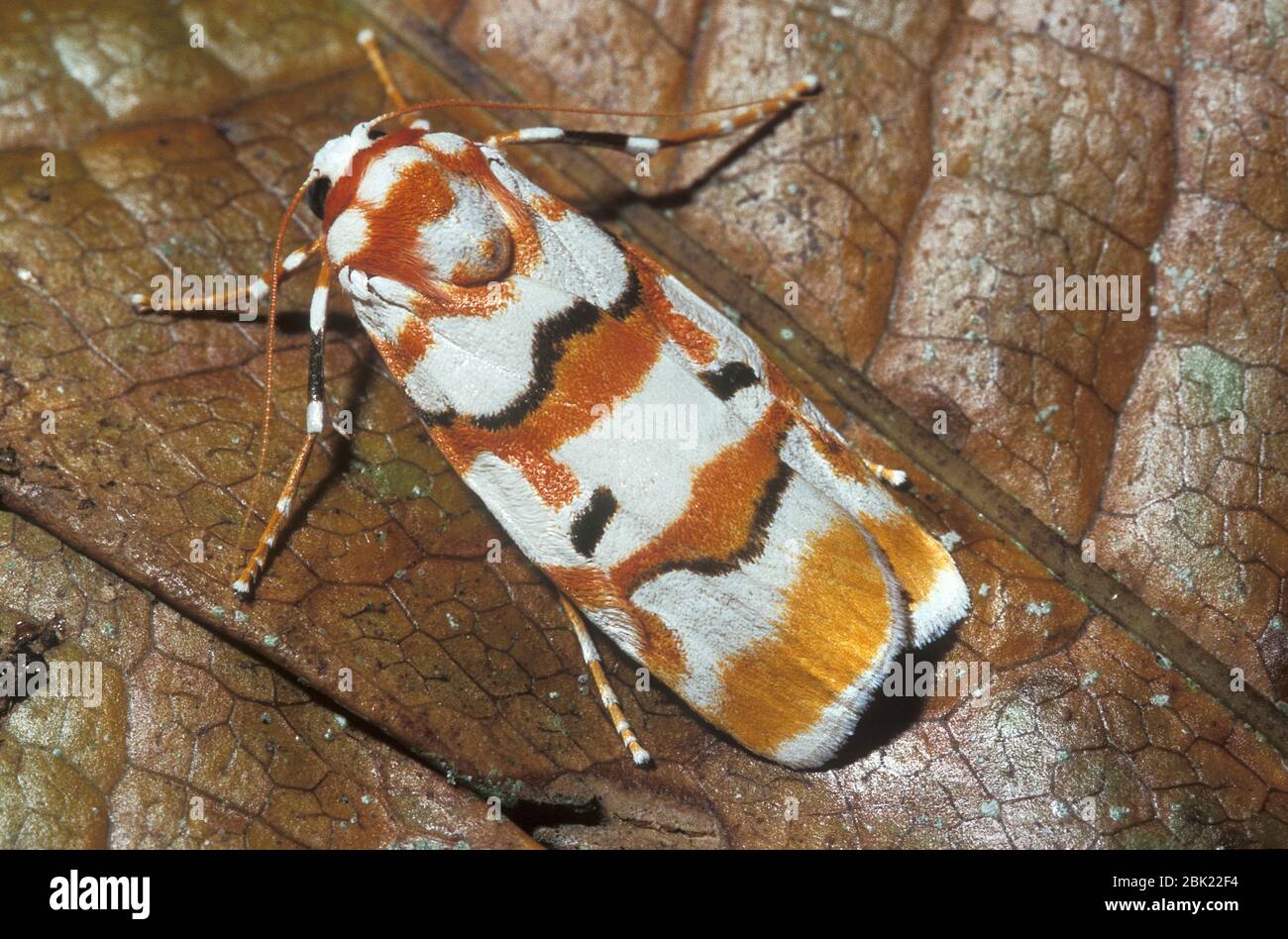 Footman Moth, Cyana malayensis, Mt.Kinabalau, Sabah Borneo, in foglia nella foresta pluviale Foto Stock