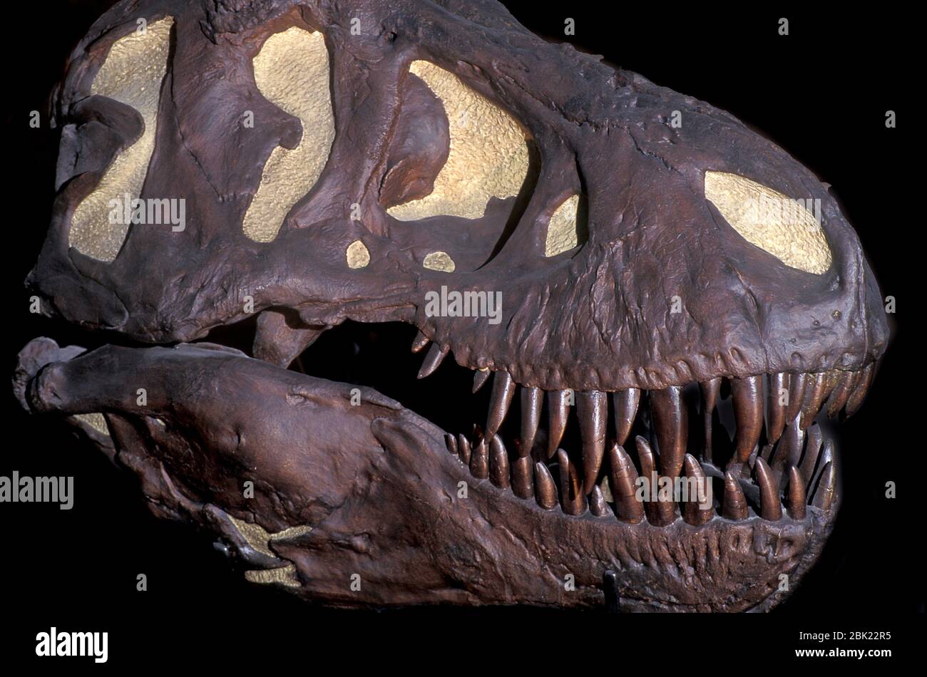 Tyrannosarus Rex Fossil, età maastastritiana del periodo cretaceo superiore, 68 a 66 milioni di anni fa Foto Stock