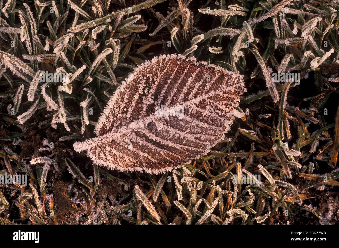 Foglia di faggio con gelo, UK, Foto Stock