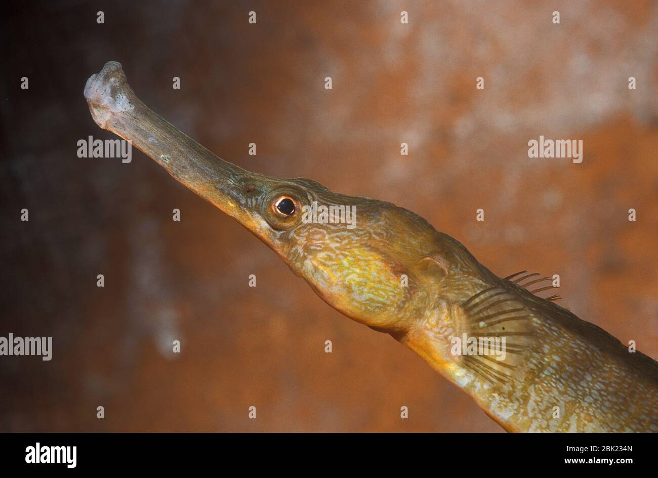Pipefish, Syngnathinae, primo piano di faccia, prigioniero, Foto Stock