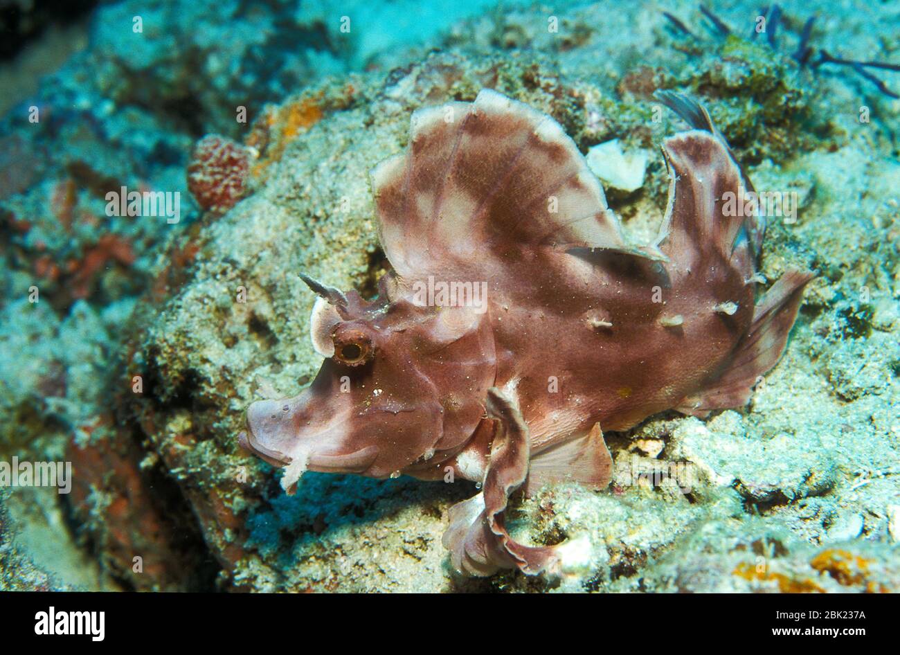 Paddle flap scorpionfish, Rhinopias eschmeyeri, su corallo, Kapalai, Sabah, Borneo Foto Stock