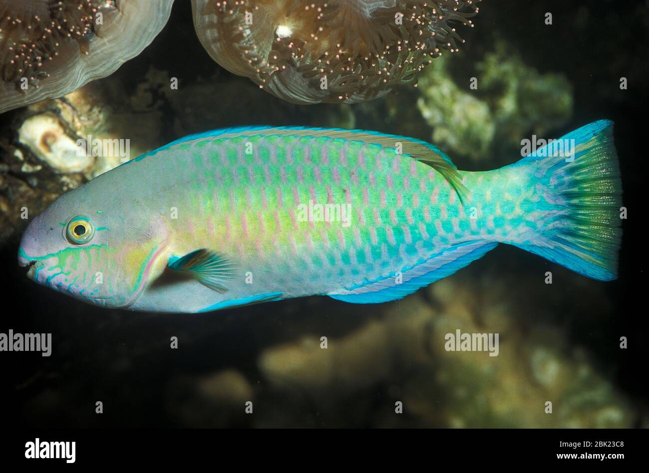 Pappagallo, Scaridae, Thailandia, sulla barriera corallina Foto Stock