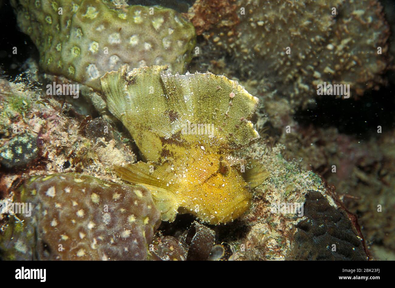 Scorpion Fish foglia, Taenianotus triacanthus, sulla barriera corallina, Kapalai, Sabah, Borneo Foto Stock