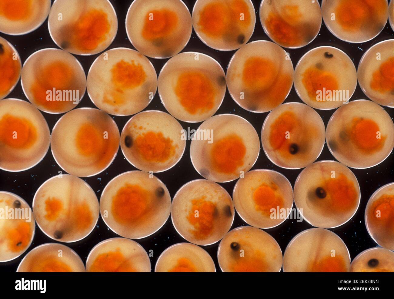 Trota arcobaleno, Salmo trutta, uova animale arancione modello retroilluminazione Foto Stock