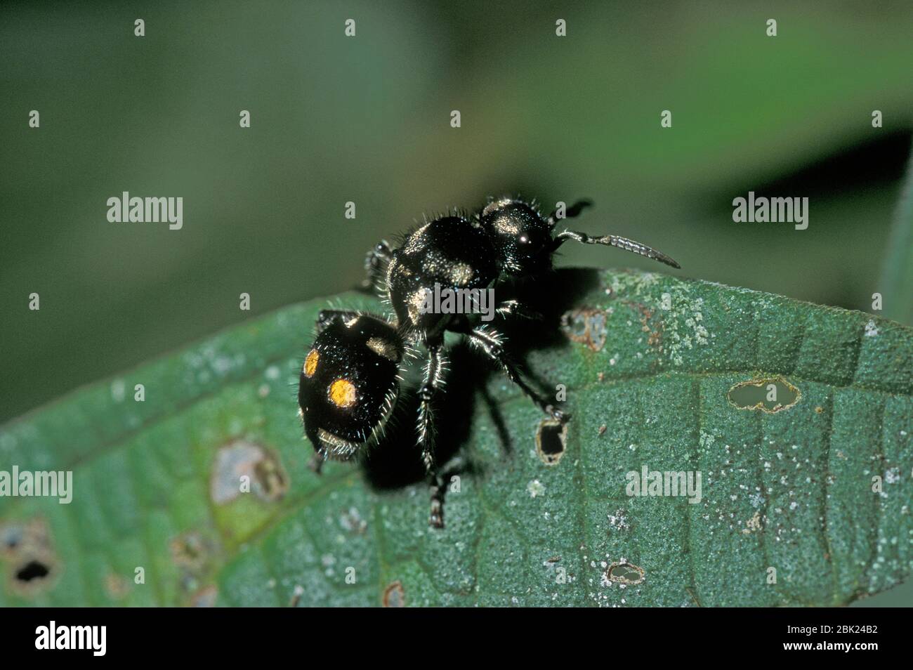 Velluto ANT, Mutillid Wasp, Hoplomutililla opima, nella foresta pluviale, Trinidad, colori di avvertimento Foto Stock